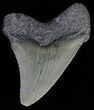 Angustidens Tooth - Megalodon Ancestor #62120-1